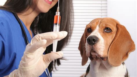 Hondsdolheid - vaccinatie